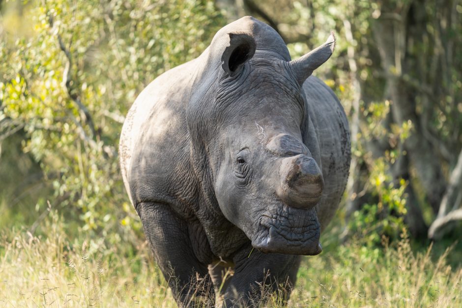 Felix-Studios-Silvan-March-2024-56 White Rhino