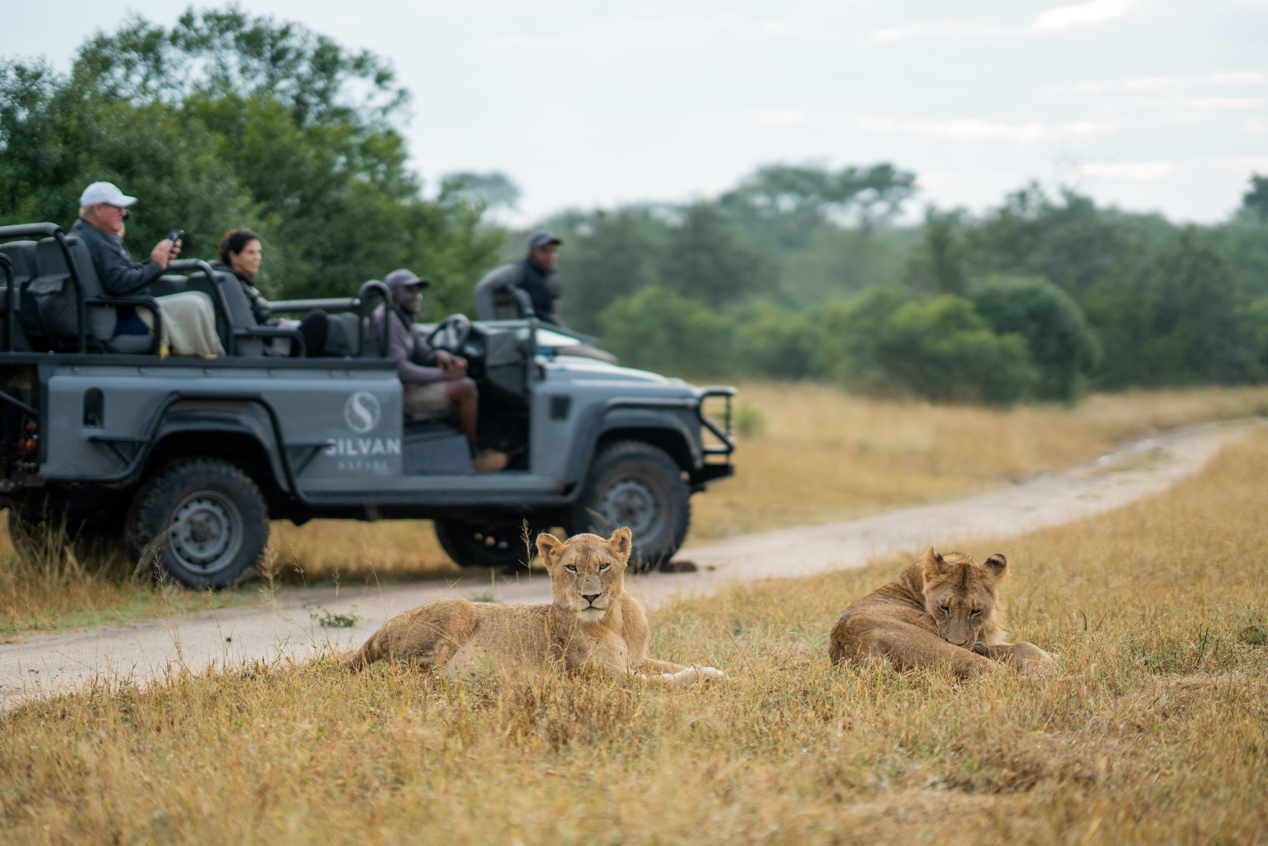 Felix-Studios-Silvan Safari-May 2023-Day4-267 Tourists in an open safari vehicle watch two young lions resting on a grassy dirt road in the African savannah.