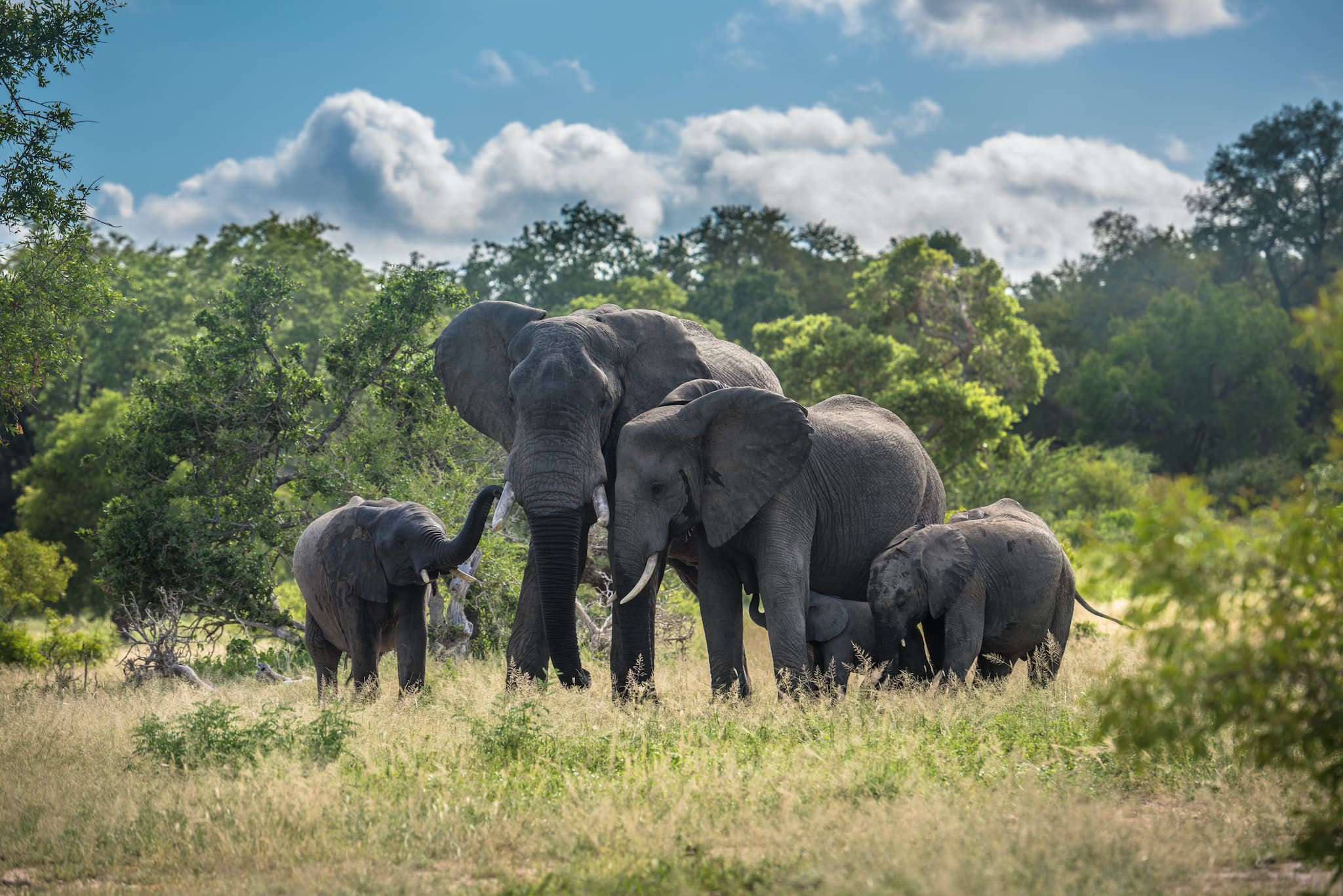 Elephants family in Kruger National Park, South Africa. A herd of elephants gathers in the bush, undisturbed by any travel advisory misconceptions