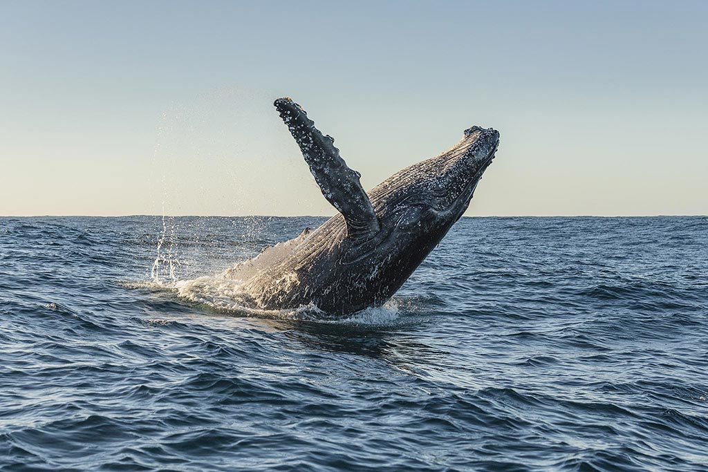 humback whale breaching in the ocean A humpback whale breaches in open ocean