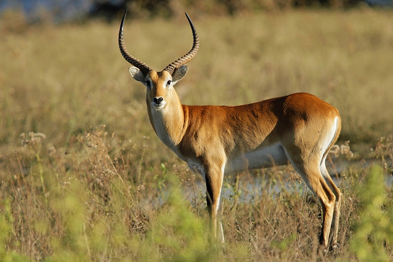Red lechwe antelope A re lechwe in Linyanti