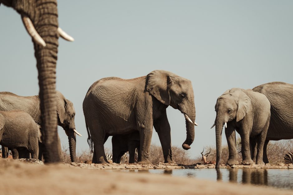 A herd of elephants drinks at a waterhole in a dry landscape, with zebras and an impala visible in the background.