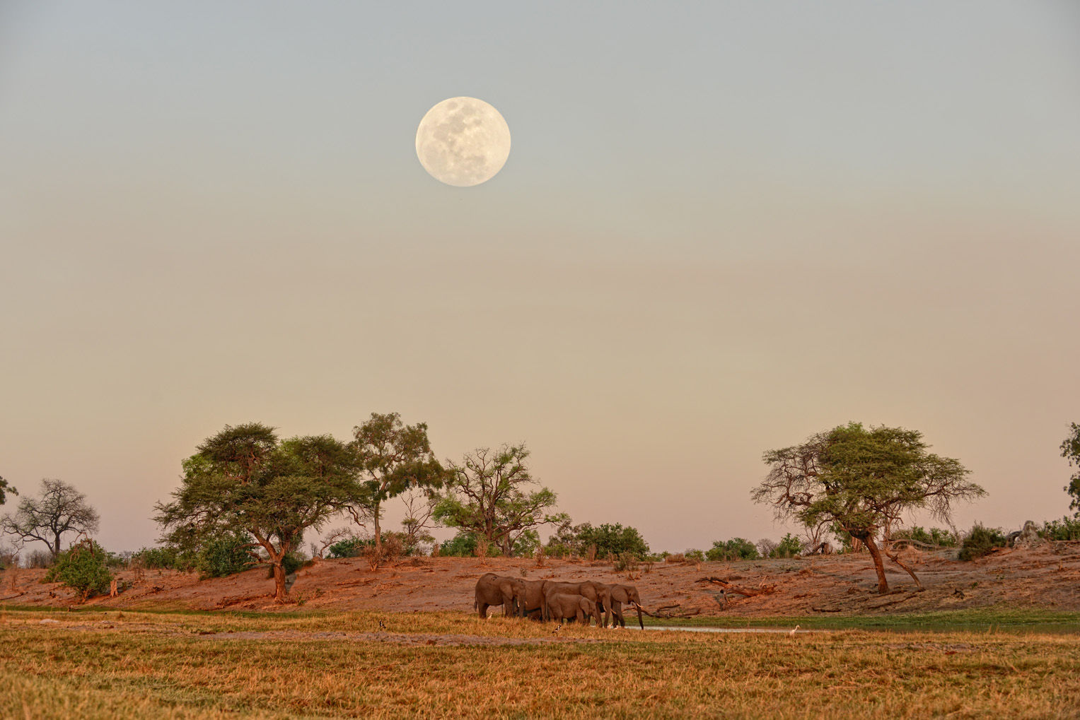 linyanti-bush-camp-wildlife-elephant-04 Elephants in water below full moon