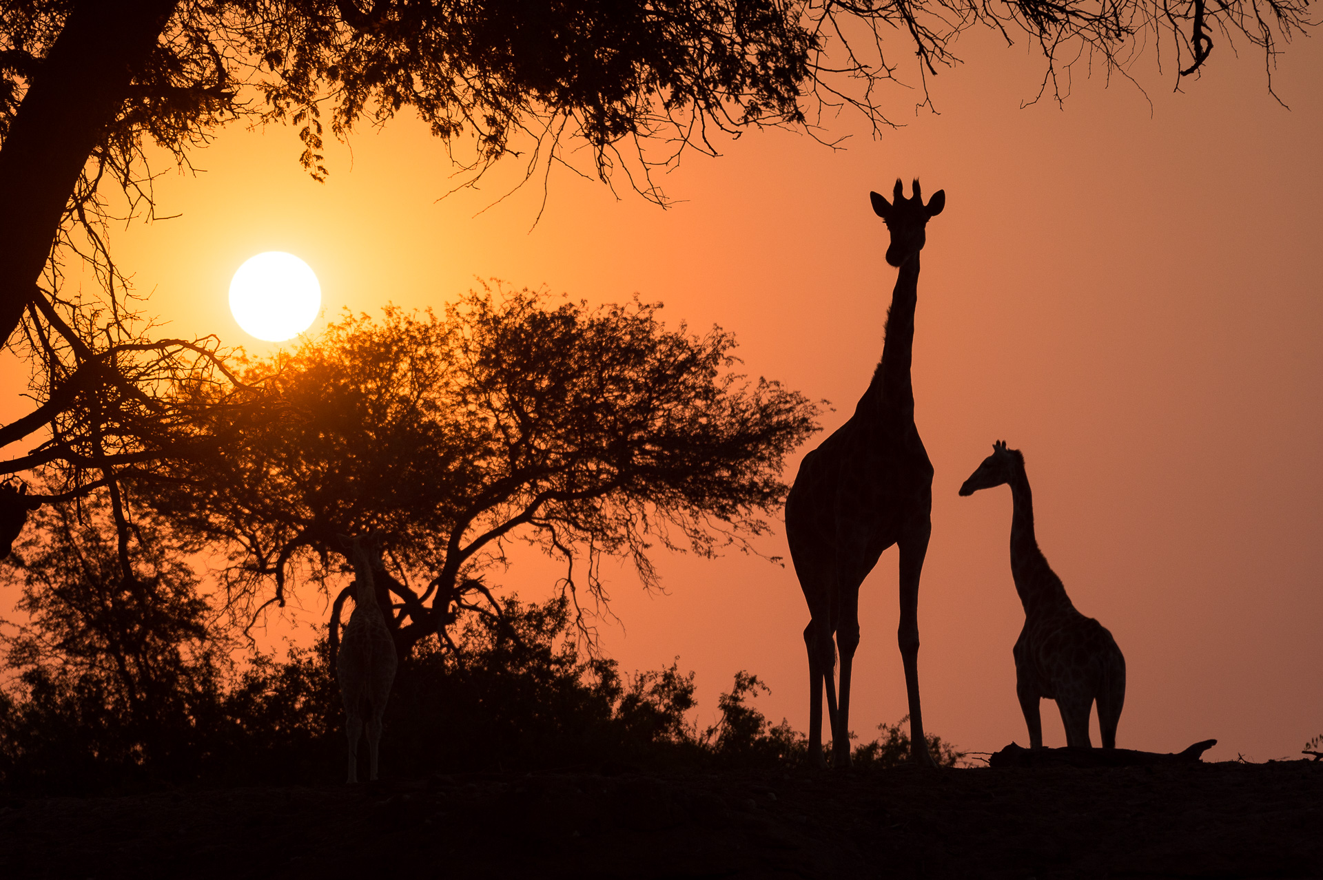 Hoanib-Skeleton-Coast-Camp-Namibia-giraffe-sunset Why return to Africa? Because it's full of surprises like desert-adapted giraffes in Namibia