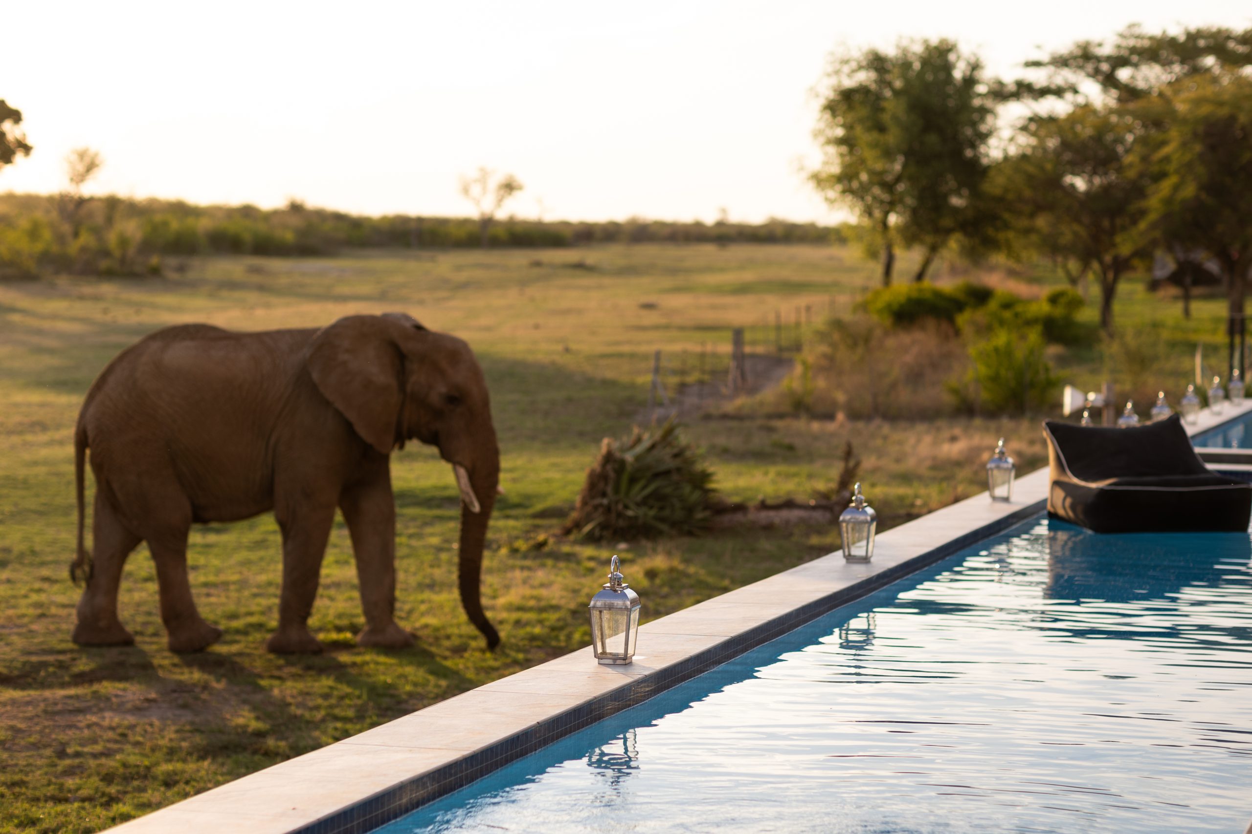 jamala-madikwe-pool-elephant Elephants by the pool