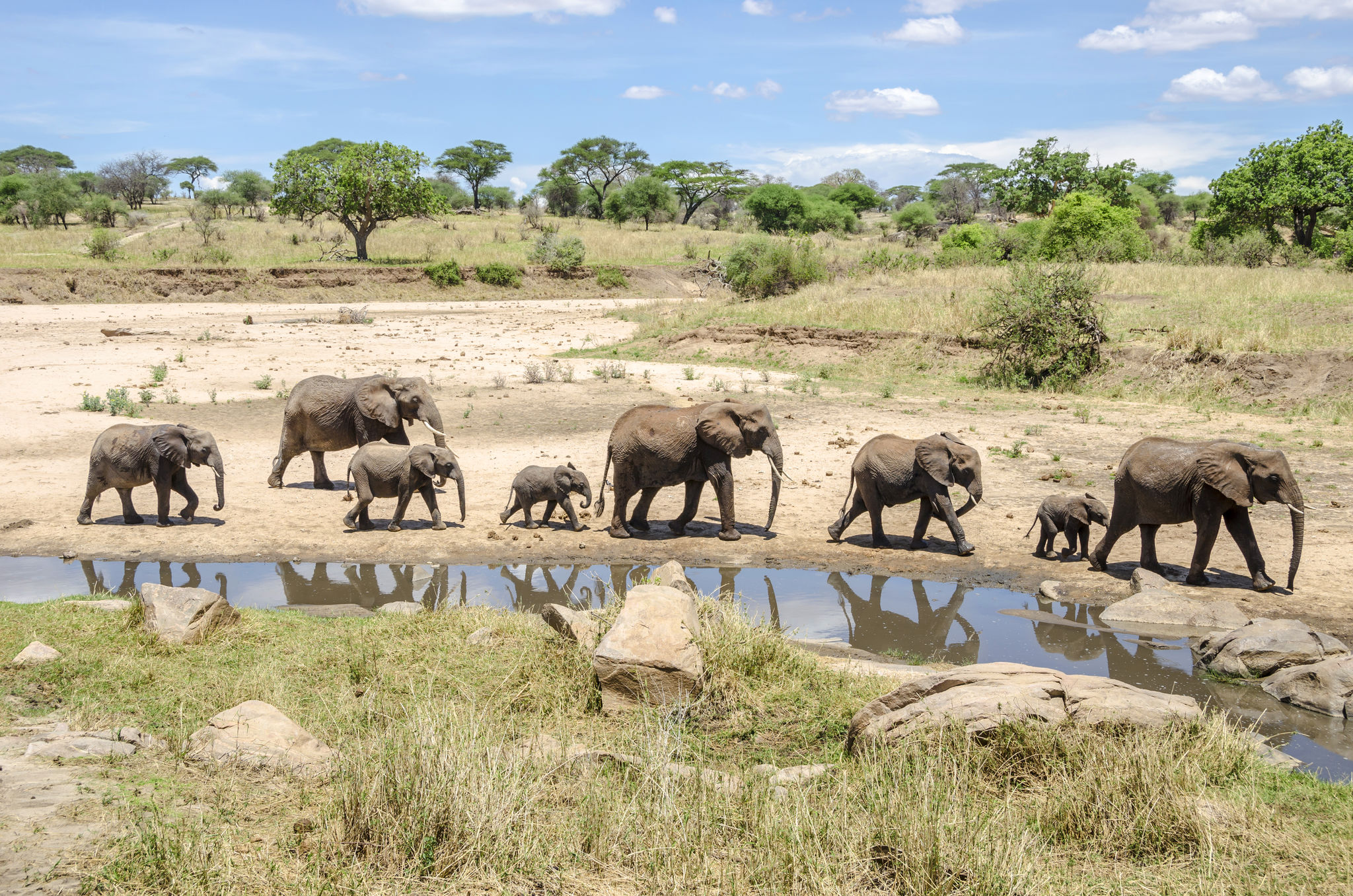 herd-of-elephants-walking-by-the-water-tarangire-national-park A family of elephants walks in single file past a waterhole, reflecting the wildlife gatherings of Africa in September.