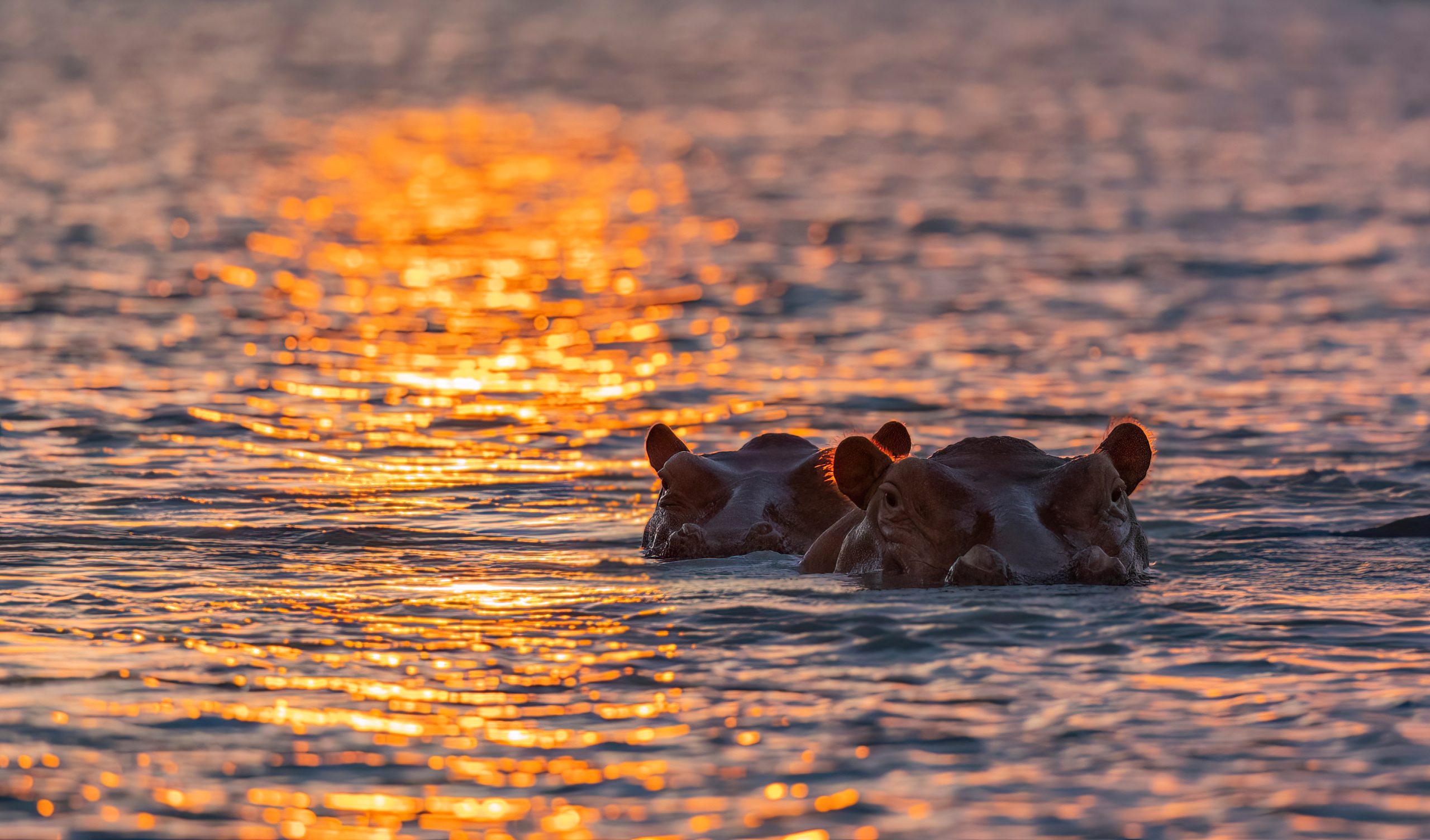 Hippos on the Rufiji River during sunset protected natural habitat in an East Africa national park Two hippos surface in a river at sunset, their ears glinting against the fiery reflections of Africa in September.