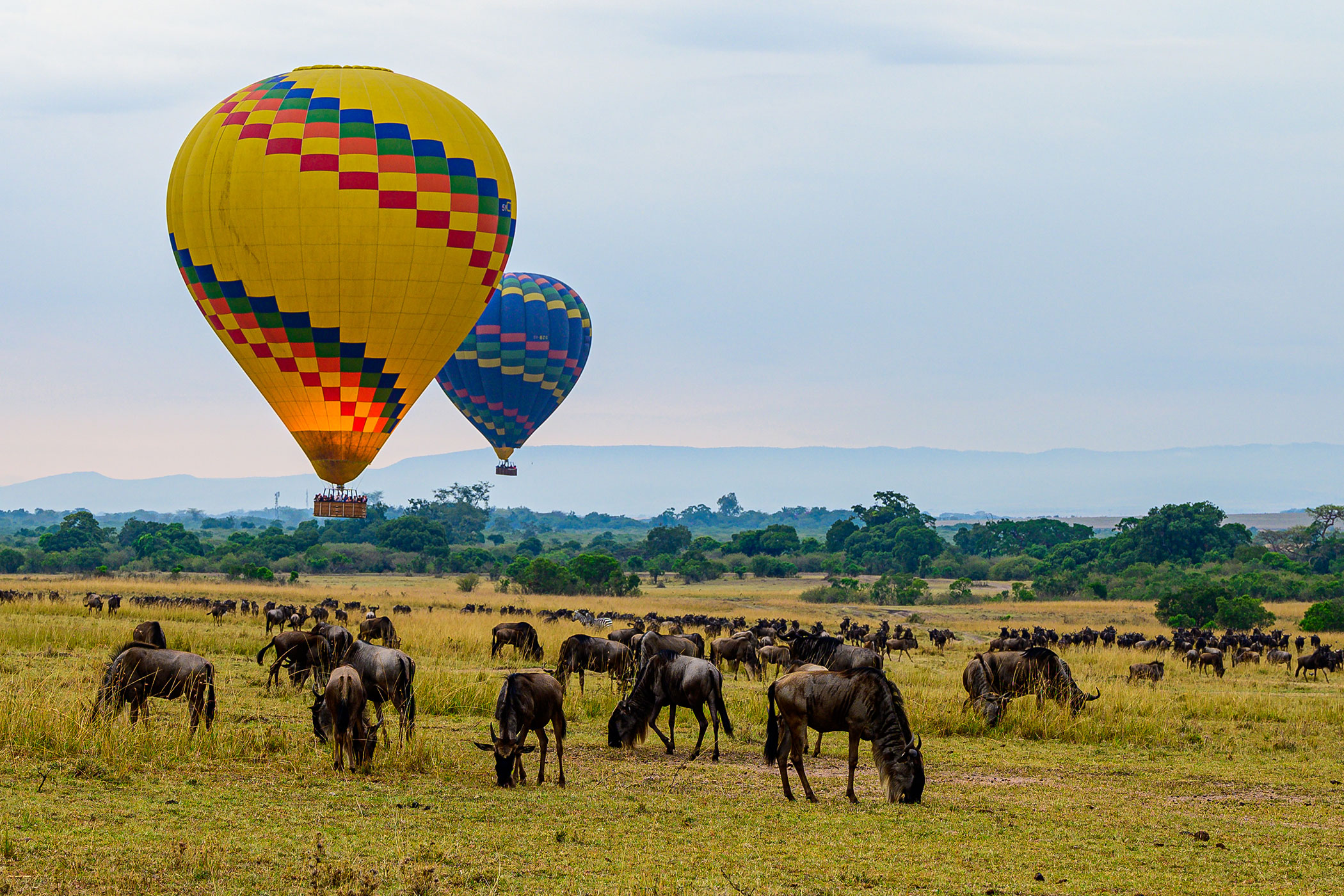 hot-air-balloon-safari-in-maasai-mara-kenya-with-wildebeest-grazing-beneath Two hot-air balloons float above wildebeest herds grazing on open plains, epitomising the spectacle of Africa in September.