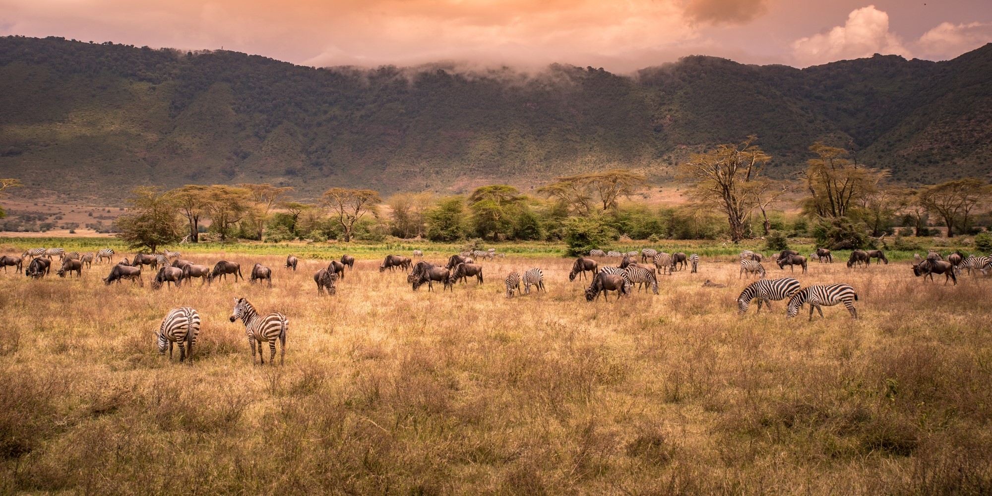 ngorongoro-crater-herd-of-wild-animals-grazing-on-grassland-edited Zebra and wildebeest graze across golden grasslands beneath misty crater slopes, showcasing the wildlife density of Africa in September.