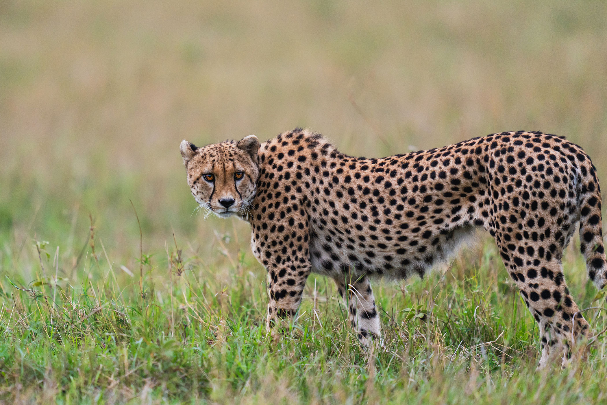 rhino-africa-at-singita-mara-river-tented-camp-copyrights-felix-studios-cheetah A cheetah stands alert in the grasslands, its amber eyes fixed on the horizon, embodying the predator-rich drama of Africa in September.